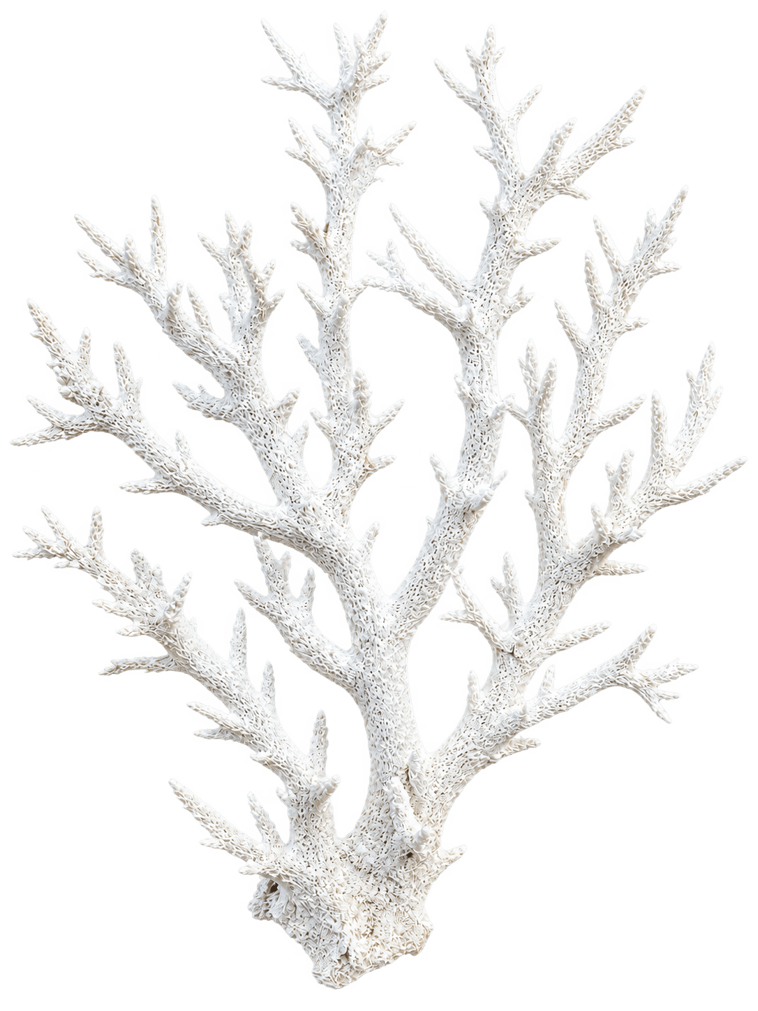 blue coral specimen